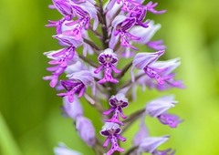 Exkurze pro veřejnost - Expedice orchidej
