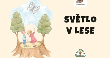 Světlo v lese